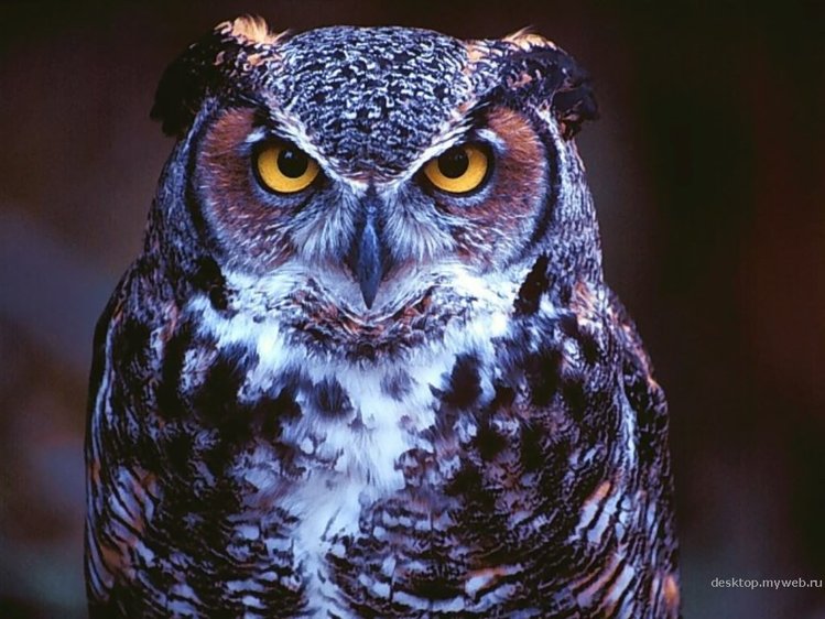 Owls are not what they seem